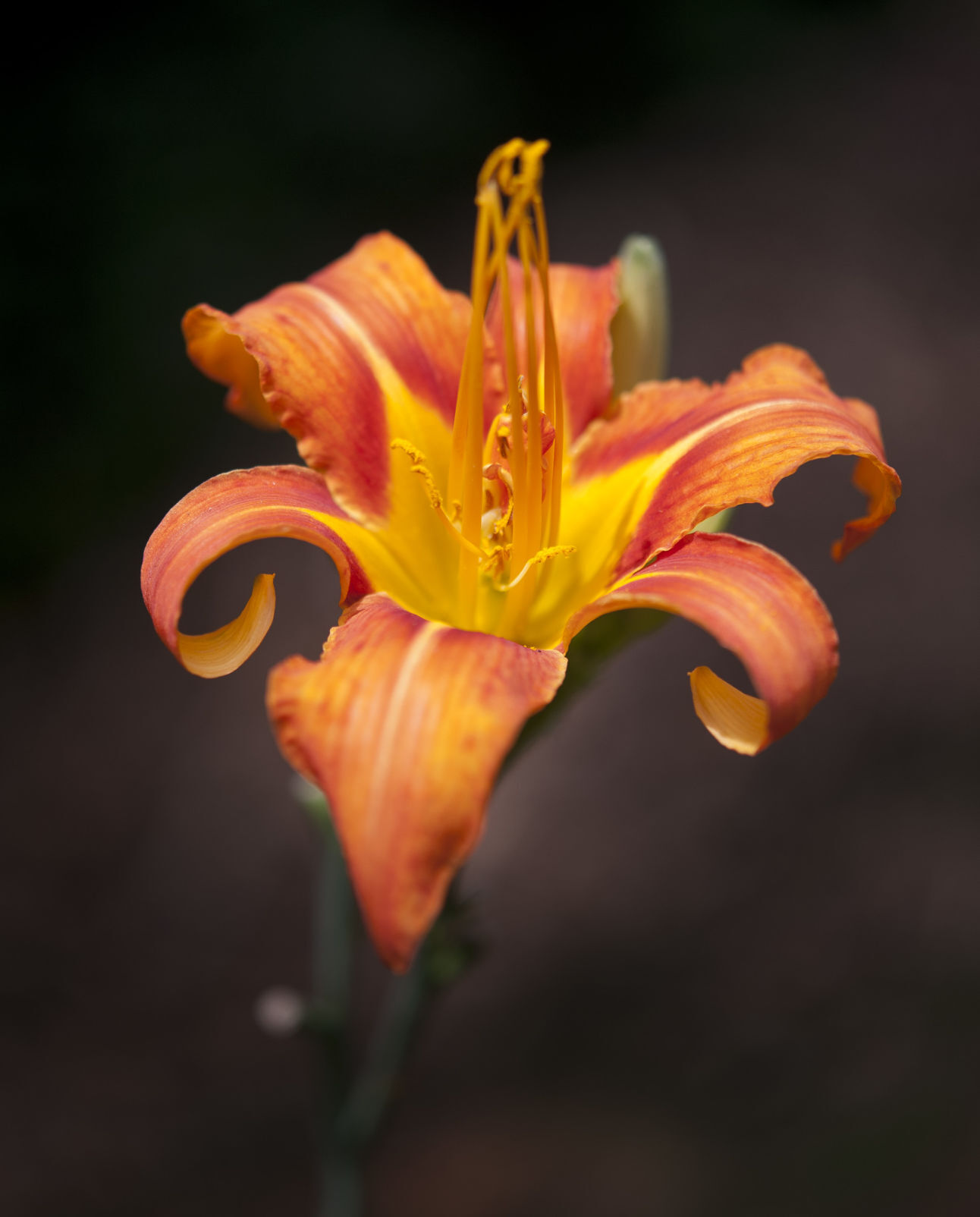 Nissen House garden